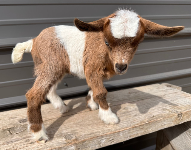 Purebred Fainting Myotonic Goats  in Livestock in Regina - Image 2