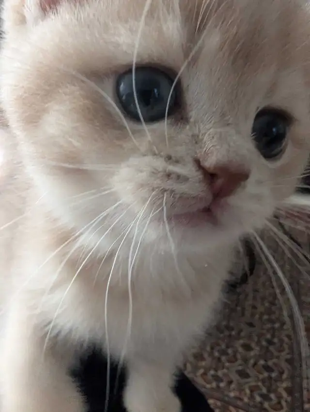 blue golden british shorthair  in Cats & Kittens for Rehoming in North Shore - Image 5