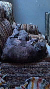 3 cats for sale