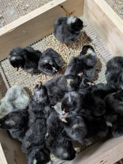 Chicks available , View more
