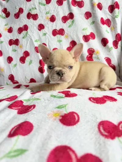 Beautiful French Bulldogs, View more