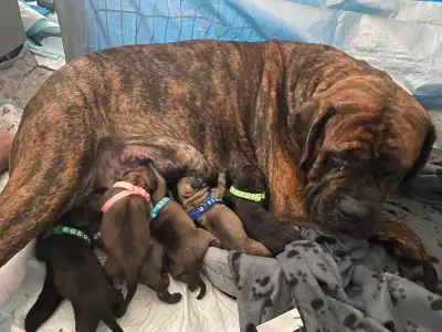 Purebred English Mastiff Puppies, View more