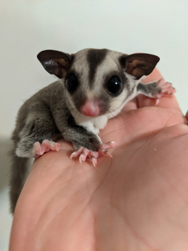 Grey boy sugar glider ready for home in Small Animals for Rehoming in Abbotsford - Image 3