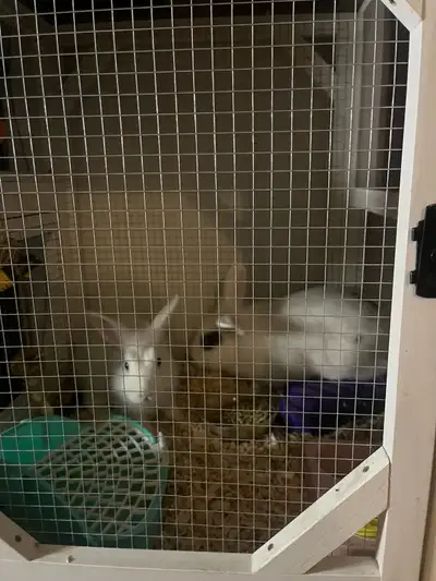 Breeding Pair Bunnies with Cage, View more