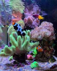 INSTALLATION Saltwater / Reef  Aquarium & More