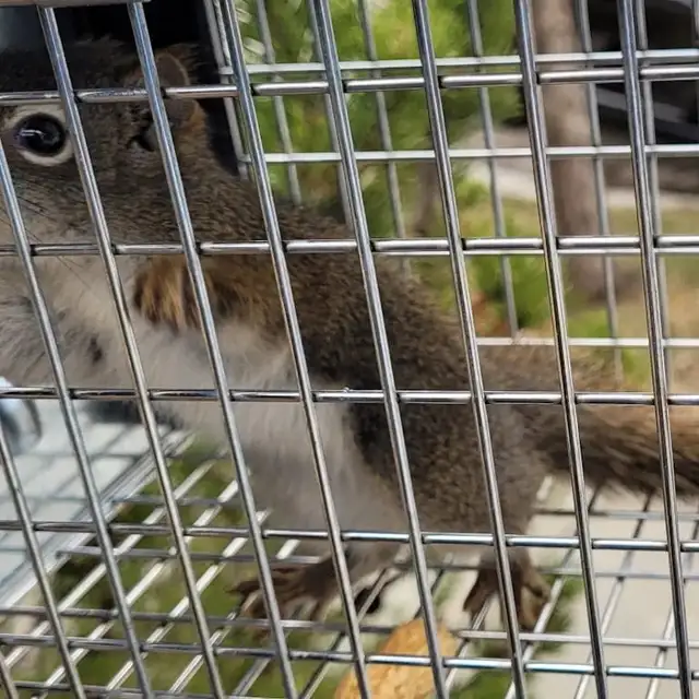 Pest control, Roaches, Mice, Raccoon, Pest contorl  647363751362863235326593123
