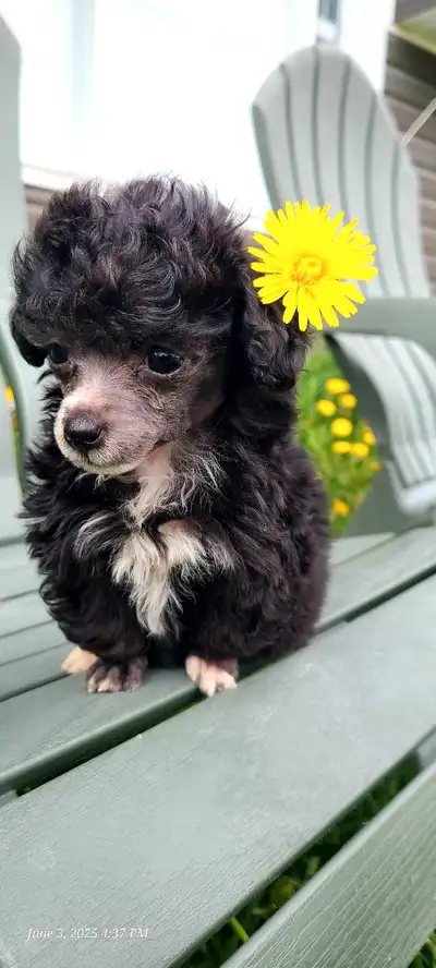 Very Tiny Puppies, View more