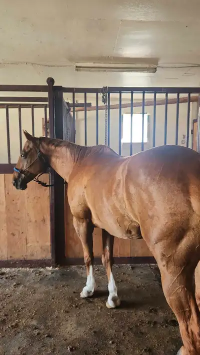 "Bob" is a 15 year old kid/husband broke horse! He has been rode western as well as english with any...