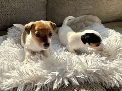 Jack Russel Puppies!, View more