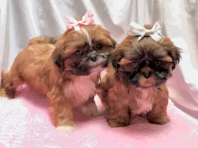 Shih Tzu Puppies Born April 24th – Ready to go end of June! ~ Vet-checked ~ First vaccinations ~ Dew...
