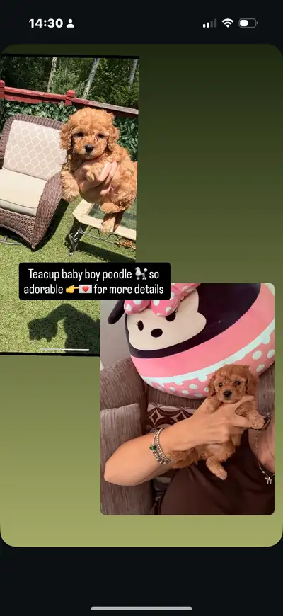 Toy  poodle puppies, View more