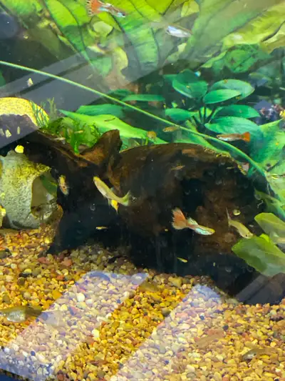Assorted baby guppies, View more