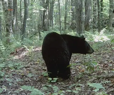 Bear Hunts....Now booking Spring and Fall 2026, View more