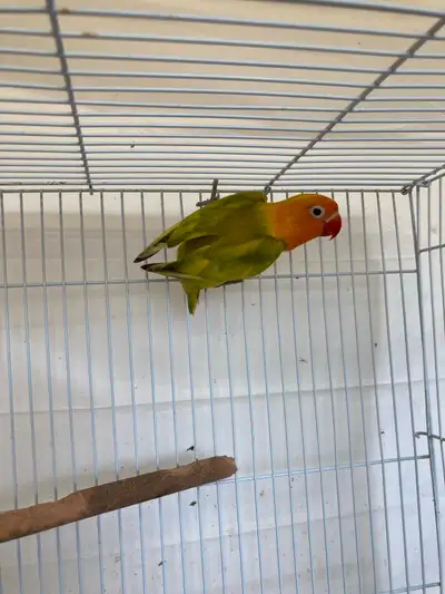 Pied Fischer Lovebirds, View more