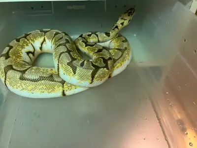 Female spider het clown ball Python, View more