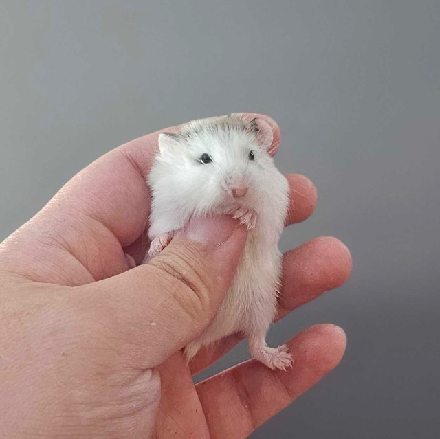 [Iros Rattery] Male Baby Roborovski Hamsters (2 left!) in Small Animals for Rehoming in Burnaby/New Westminster - Image 3