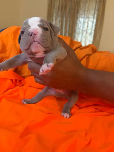 OEB! WOW GIFT!, View more