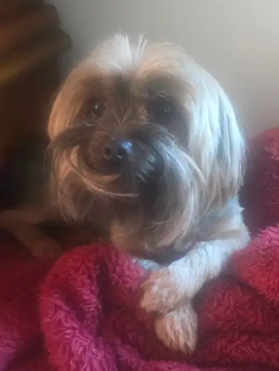 YORKSHIRE TERRIER  FEMALE ( 4 1/2 YEARS OLD), View more
