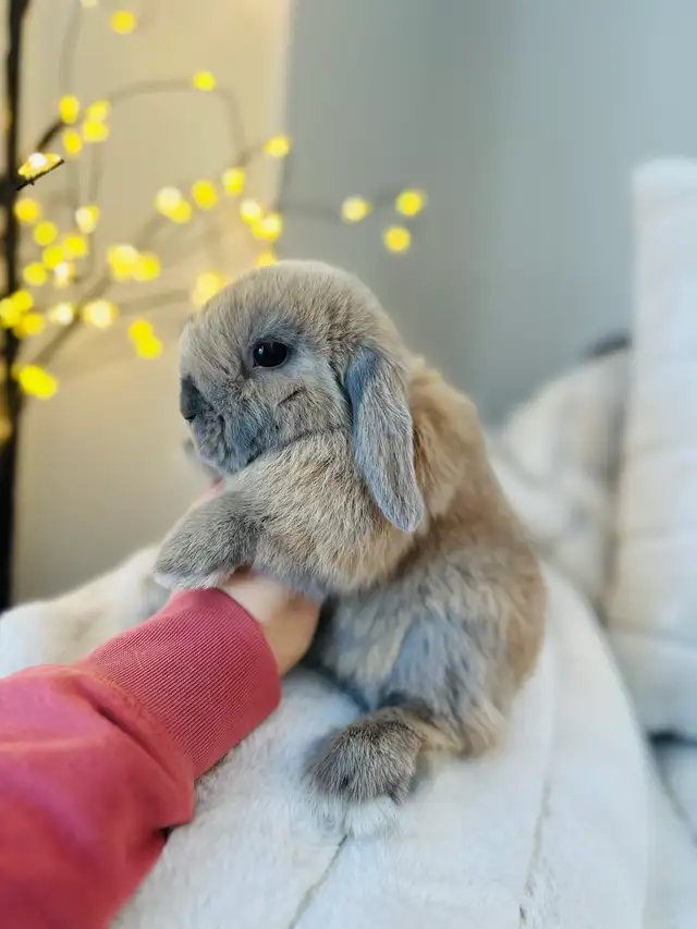 lapins-nain bélier hollandais mâles in Small Animals for Rehoming in Laval / North Shore - Image 3