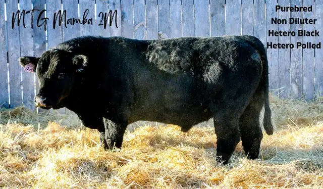2 Year Old Simmental Bulls  in Livestock in Grande Prairie - Image 5