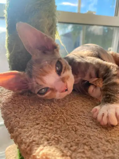 Adoptez ce magnifique chaton Devon Rex, une race reconnue pour son pelage frisé unique, ses grandes...
