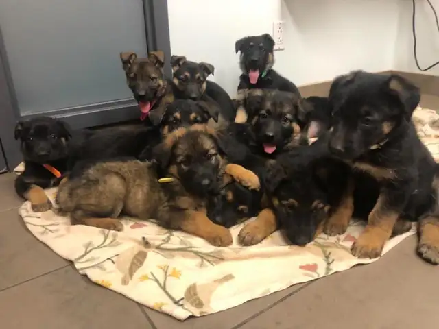 Merveilleux chiots Berger Allemand Pure Race Enregistrés ! in Dogs & Puppies for Rehoming in Trois-Rivières - Image 7