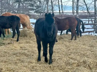 Yearling Wagons West colt , View more