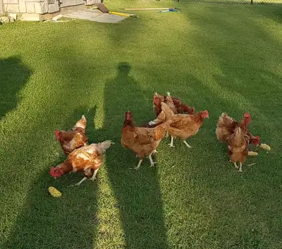 20 BROWN LAYING HENS - VERY NICE CONDITION AND GOOD HEALTH, View more
