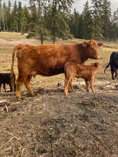1st calf heifer pairs angus x, View more