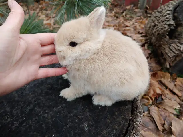 EXTRAORDINARY Baby Lionhead Bunny Rabbit in Small Animals for Rehoming in Kingston - Image 11
