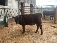 Angus simmental heifer 