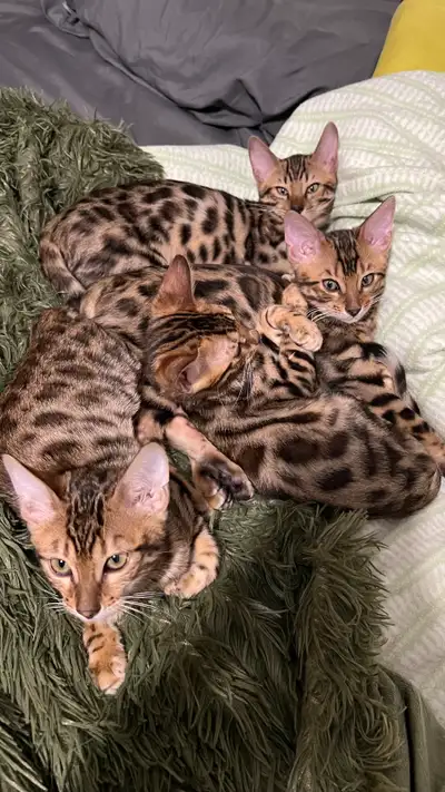 Bengal Kittens for Sale, View more