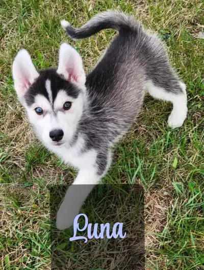 purebred syberain Husky puppys, View more