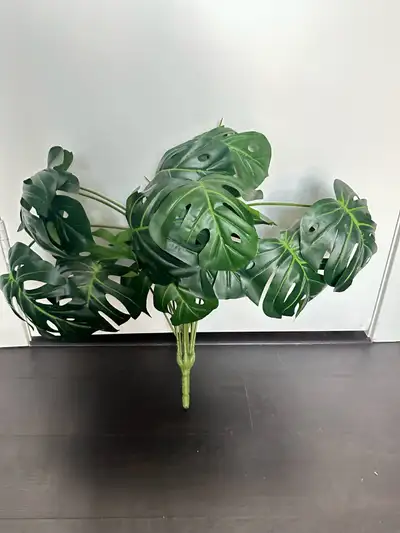 Monstera Plant, View more