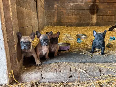  French bulldog Pups , View more