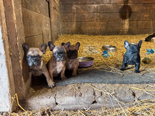 French bulldog Pups in Dogs & Puppies for Rehoming in Winnipeg - Image 3