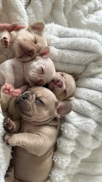 French Bulldog  CKC Registered puppy’s are here ‼️, View more