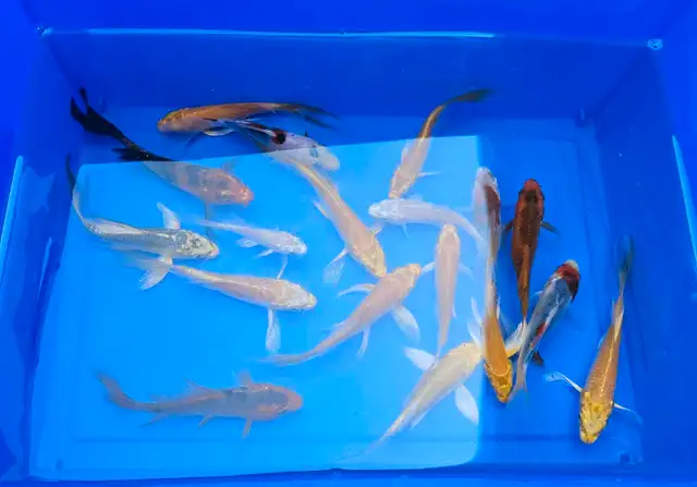 Small Butterfly Koi Fish in Fish for Rehoming in Markham / York Region - Image 2