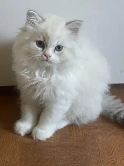 Scottish kittens for sale, View more