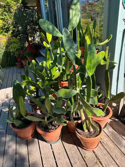 CACTI FOR SALE, View more