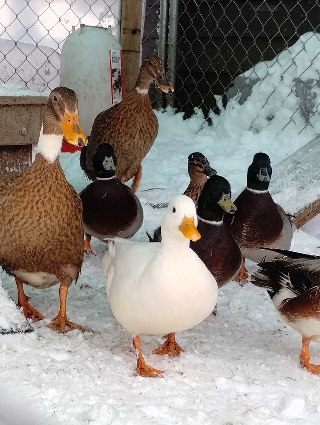 Canard mâle domestiques a vendre ou échanger  dans Animaux de ferme  à Ville de Québec