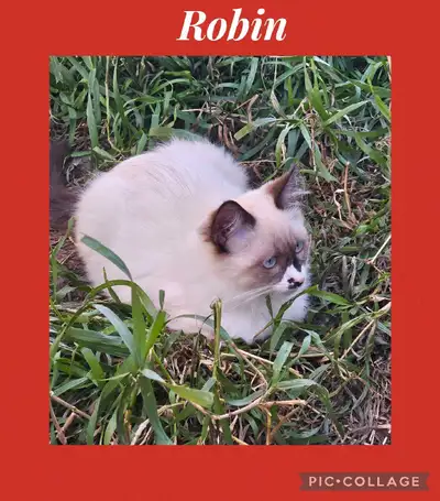 Ragdoll Kittens , View more