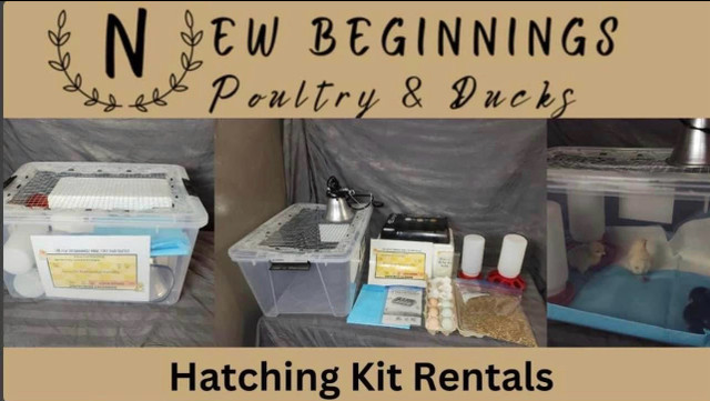  Hatching kit rentals in Livestock in La Ronge - Image 2