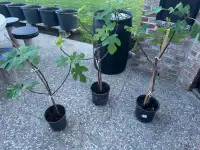 FIG TREE FOR SALE