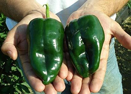 Heirloom Ancho Gigantea Pepper Seeds...!! in Other in Peterborough - Image 2