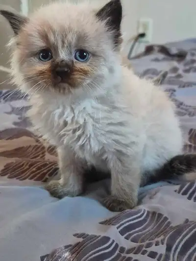 36 ads for by owner in Cats & Kittens for Rehoming in Halifax