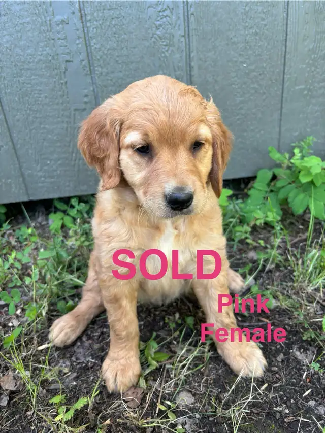 Golden Retriever Puppies (SOLD) in Dogs & Puppies for Rehoming in Edmonton - Image 9