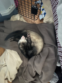 ferret for sale 