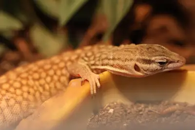 Yellow Spiny Tail Monitor for rehome. This guy has grown over double his size since being in store....