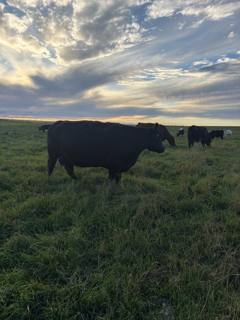 preganant cows | Other | Lethbridge | Free local classifieds - Kijiji